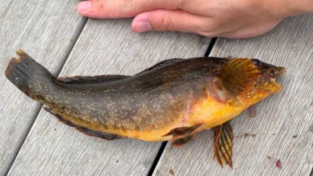 根魚釣り（ホテルニューアワジ系列の夢泉景別…